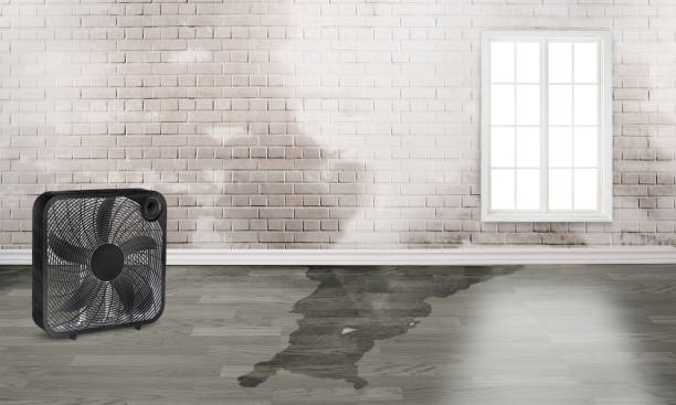 Best Professional water damage repair  in Wardsville, MO